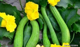 6字大旗吃瓜,网络热词背后的故事