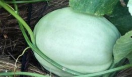 臭瓜叶子可以吃吗,探究臭瓜叶子的食用价值与食用方法