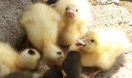 吃瓜鸭子的视频