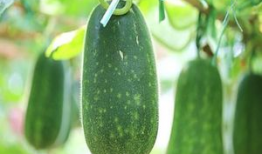 九悦错过 吃瓜,瓜友热议幕后真相