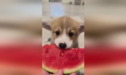 吃瓜娱乐小狗,小狗带你领略萌宠界的欢乐时光