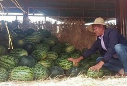 吃瓜 瓜农,揭秘吃瓜背后的故事