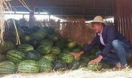 吃瓜 瓜农,揭秘吃瓜背后的故事