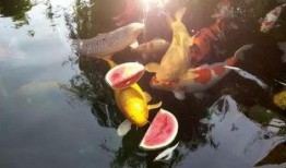 吃瓜的小锦鲤,揭秘娱乐圈幕后故事