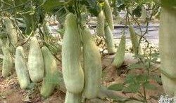 龙一马吃瓜,揭秘娱乐圈背后的秘密与真相