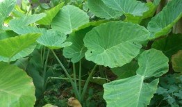 江科吃瓜什么梗,揭秘校园热点背后的真相与笑料