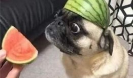 就知道吃瓜表情,揭秘网络表情背后的社会现象