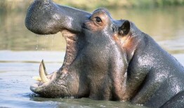 河马吃黑美人瓜,探寻黑美人瓜的独特魅力