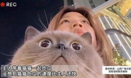猫吃瓜视频,喵星人与瓜果乐园的欢乐时光
