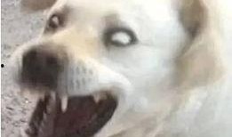 吃瓜狗表情包,网络时代的幽默风向标