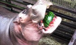 河马吃黑美人瓜,探寻黑美人瓜的独特魅力