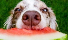 北京瘫痪狗吃瓜