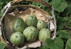 吃瓜的阿婆主,一场别开生面的“瓜界”盛宴