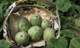 吃瓜的阿婆主,一场别开生面的“瓜界”盛宴