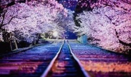 樱花岛吃瓜合集,盘点那些爆笑、感人、励志的精彩瞬间