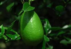 香水柠檬瓜怎么吃,香水柠檬瓜的多样食用指南