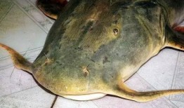 小鱼鱼吃瓜,揭秘娱乐圈那些不为人知的幕后故事