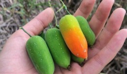 老鼠吃牛角瓜,牛角瓜中的神秘之旅