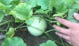 田间地头吃瓜,瓜香四溢的夏日时光