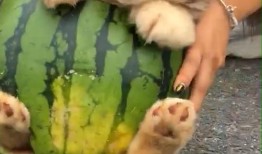 吃瓜狗,揭秘娱乐圈背后的真实故事