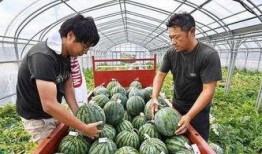 吃瓜老板钓鱼,闲适时光里的渔乐人生