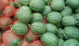 山东夏天吃瓜,瓜果飘香，清凉一夏的味蕾盛宴