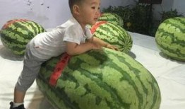 家乡吃瓜群众事件,一场全民参与的舆论风暴