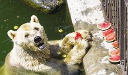 北极熊吃瓜,探索北极熊吃瓜的奇妙世界