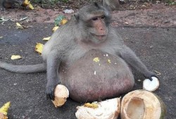 猴吃瓜文案视频,趣味横生的动物搞笑瞬间