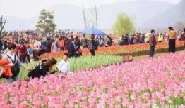 郁金香吃瓜视频,揭秘网红美食背后的故事