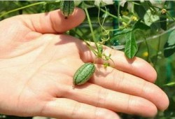 梦中在树上摘瓜吃,树上摘瓜的奇幻之旅