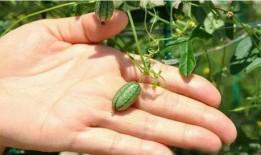 梦中在树上摘瓜吃,树上摘瓜的奇幻之旅