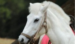 龙一马吃瓜,揭秘娱乐圈背后的秘密与真相