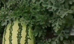 天天吃别人的瓜