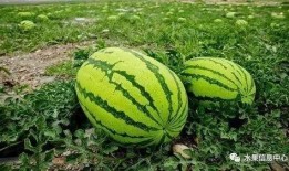 吃瓜发展经过,从网络现象到社会现象的演变历程