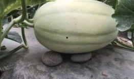 木边瓜 怎么吃,解锁美味新体验