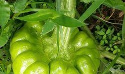 姜柄瓜可以怎么吃,创意烹饪指南