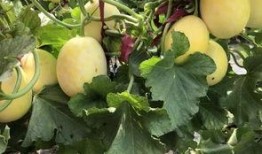 界首太和吃瓜事件,一场引发热议的街头冲突