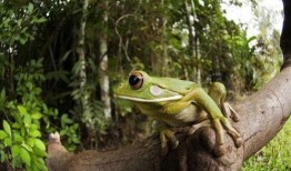 小金蛙吃瓜,小金蛙的夏日瓜果盛宴