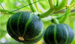 便秘吃贝贝瓜,缓解便秘的天然良方