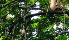 吊瓜树的瓜可以吃吗,天然美食的惊喜发现