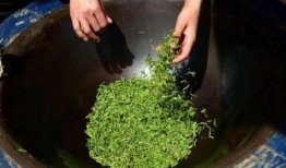 吃瓜金绿茶,网络红人的崛起与争议