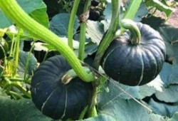 吃小瓜网红,揭秘美食背后的故事与魅力