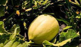 吃鲜瓜嗓子疼,小心嗓子不适困扰