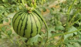 红瓜可以怎么吃,创意烹饪新体验