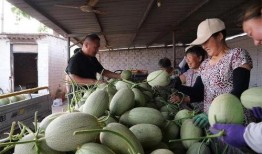 吃瓜户,揭秘吃瓜户背后的娱乐江湖