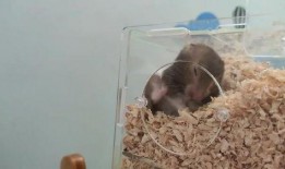 小仓鼠吃瓜视频,萌态可掬吃瓜瞬间