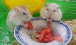 卧槽吃瓜视频下载,揭秘热门事件背后的真相