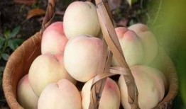 多巴胺无锡吃瓜,一场吃瓜盛宴的狂欢之旅