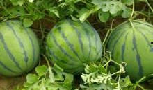 山东微山县吃瓜,山东微山县吃瓜文化探秘